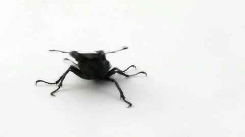 Stag Beetle attacks Stock Footage 11266759