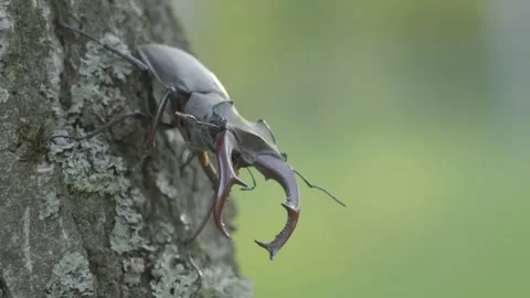 A stag beetle on a birch tree in the forest Stock Footage 276815117
