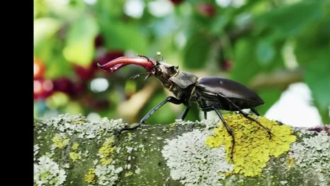 Stag Beetle on Branch Closeup. Stock Footage 306335524