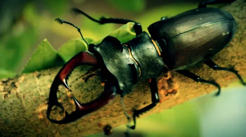 The Stag-beetle on the branch Stock Footage 34380820