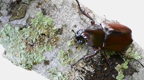 Stag beetle on branch Stock Footage 35361854