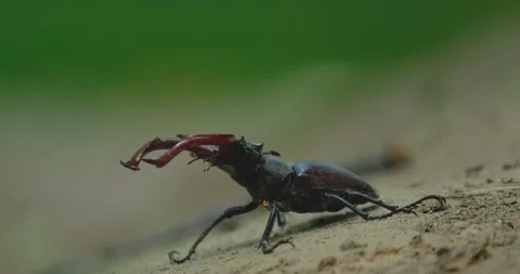 Stag beetle close up Stock Footage 165832261