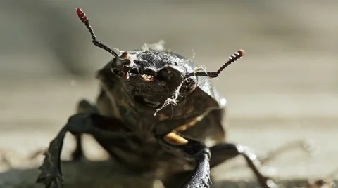 Stag-beetle close-frame beetle looking at the camera. Stock Footage 64271539