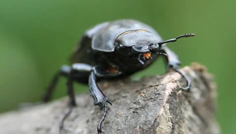 Stag Beetle close up, Lucanus cervus Video stock 11359734