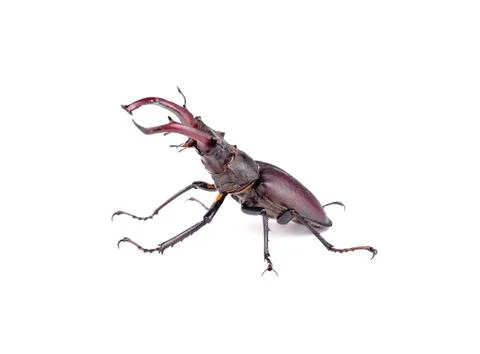 Stag beetle in a combat position Stock Photos
