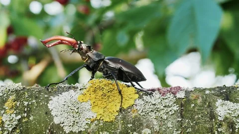 Stag-beetle crawling on a branch of a tree Stock Footage 91305664