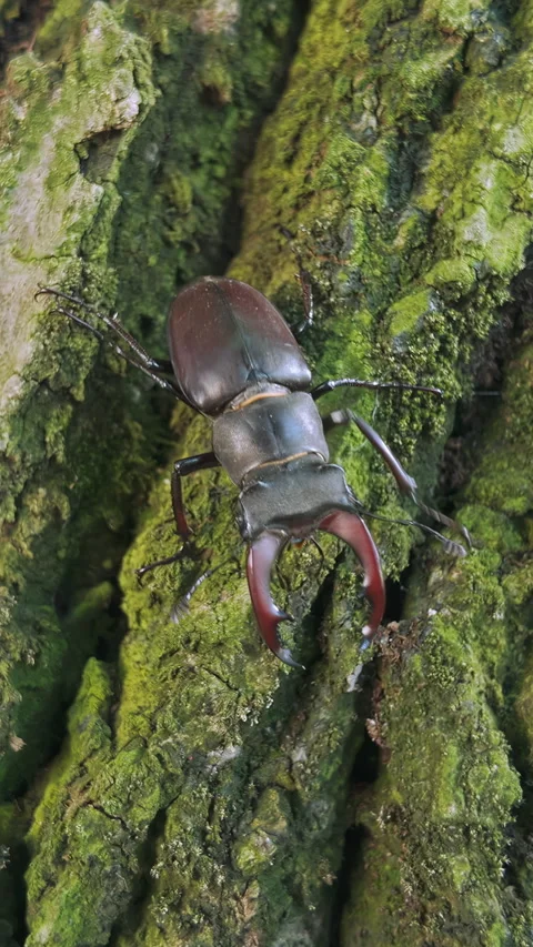 Stag Beetle crawling down rough, weathered bark of ancient oak trunk tree Stock-Footage 336851219