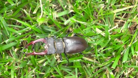 A Stag Beetle is Crawling on the Grass, showcasing its intricate details and Stock Footage 312281889
