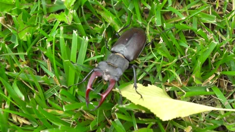 A Stag Beetle is Crawling on the Grass While Engaging with a Leaf Nearby in Stock Footage 312282022