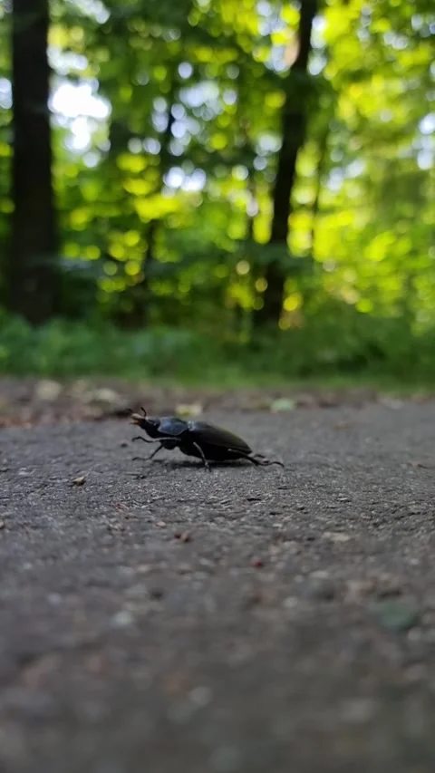 Stag beetle crawling on paved forest path. Stock Footage 331317122