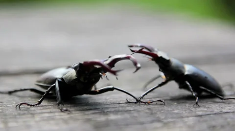 Stag beetle crawling on the table. Stock Footage 39820537