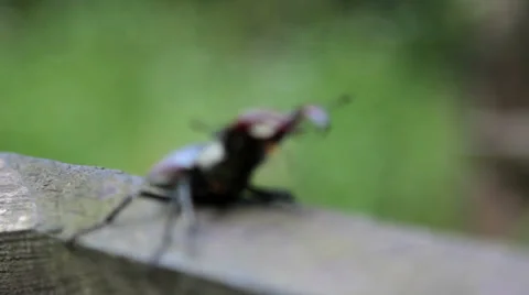 Stag beetle crawling on the table.Insect stag beetle. Video stock 39821795