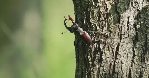 Stag beetle crawling on tree bark with visible mandibles 스톡 동영상 337189164
