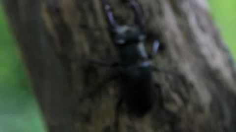 Stag beetle crawling on a tree trunk.Insect stag beetle. Stock Footage 39822114