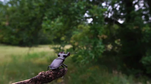 A stag beetle crawls along a dry branch and takes off. Slow motion Stock Footage 110741623