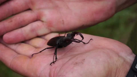 Stag beetle crawls on a man's hand. biologist researcher in the forest Stock Footage 110739347