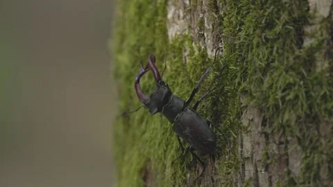 A stag beetle crawls up a tree trunk Stock Footage 336489180