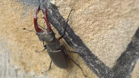 A Stag Beetle crawls on a wall in a closeup view, showcasing its beauty and Stock Footage 312281875