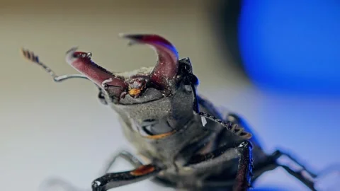 Stag beetle in defensive stance Stock Footage 278040051