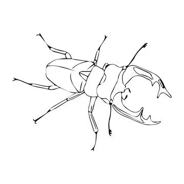 Stag beetle in doodle style. Vector illustration on white background. 库存插图
