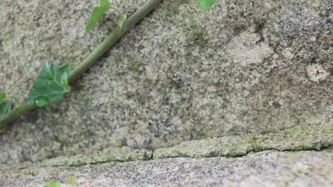 Stag beetle falling from a wall Stock Footage 319353882