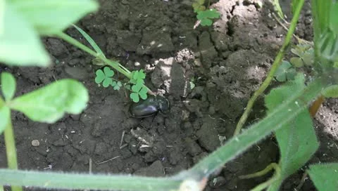 Stag Beetle female digging in ground, Lucanus cervus Stock Footage 11359615
