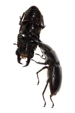 Stag beetle fighting Stock Photos
