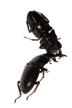 Stag beetle fighting Foto stock