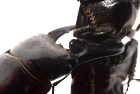 Stag beetle fighting Foto stock