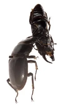 Stag beetle fighting Stock Photos