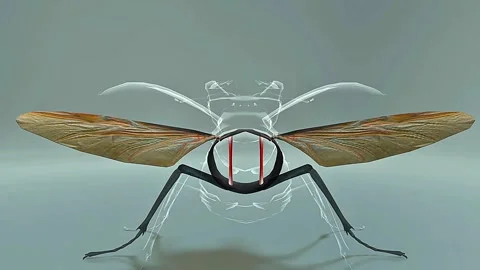 Stag beetle flight muscles | Stock Video | Pond5