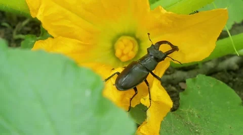 Stag beetle in flower Stock Footage 51557497