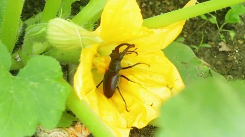 Stag beetle in flower Stock-Footage 51557503