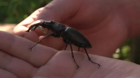 Stag-beetle Video stock 4750438
