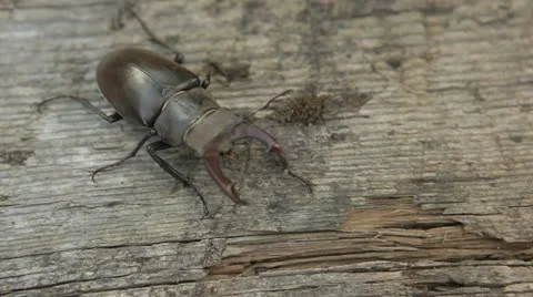 Stag beetle 스톡 동영상 10925687