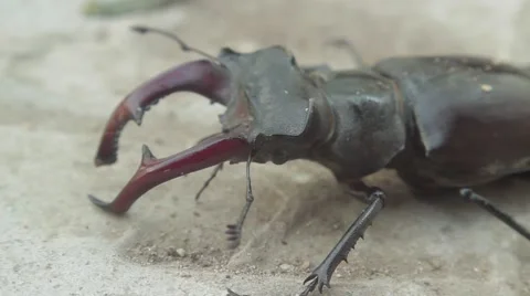 Stag beetle Vidéo 51557498