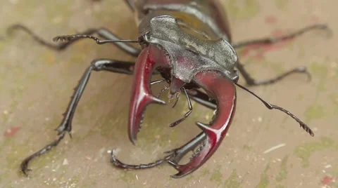Stag beetle Stock-Footage 51557517
