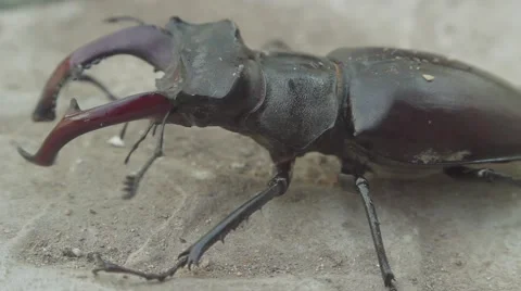Stag beetle Stock-Footage 51557529