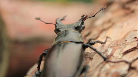Stag Beetle 스톡 동영상 51624258