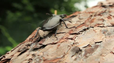 Stag Beetle 스톡 동영상 51624424