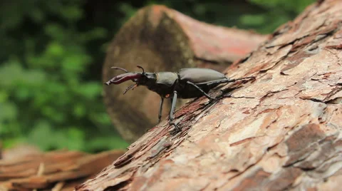 Stag Beetle 스톡 동영상 51624751