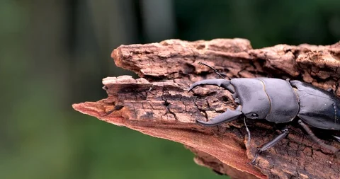 Stag Beetle. Stock Footage 106983582