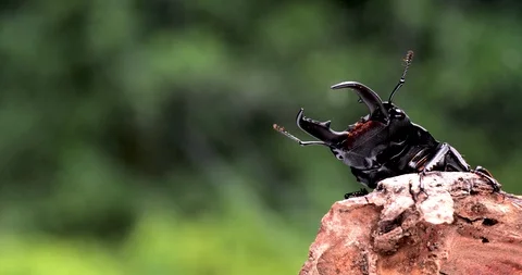 Stag beetle Stock Footage 111574322