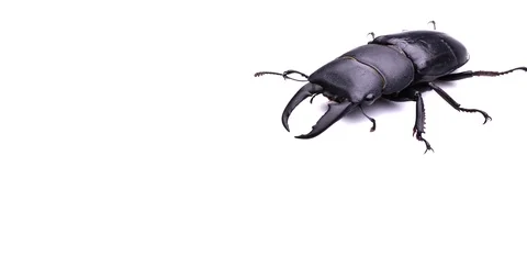 Stag beetle Stock Footage 127154072