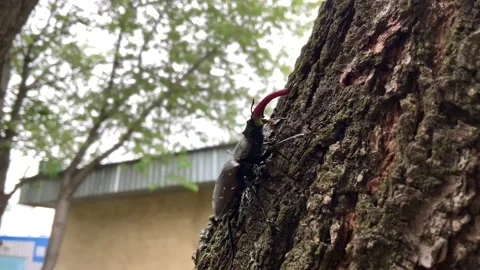 Stag beetle Stock Footage 155366081