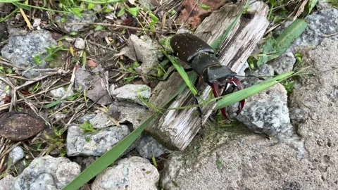 Stag beetle Stock Footage 155366083