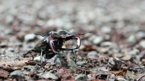 Stag beetle Stock Footage 156845331