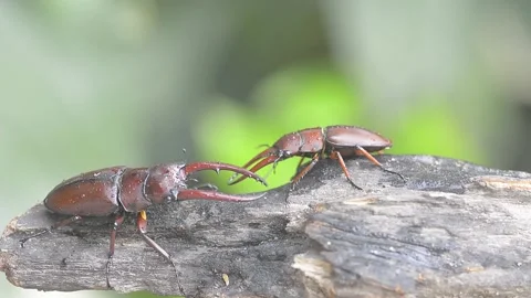 Stag beetle Stock Footage 161203598