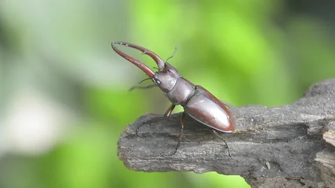 Stag beetle Stock Footage 161203599