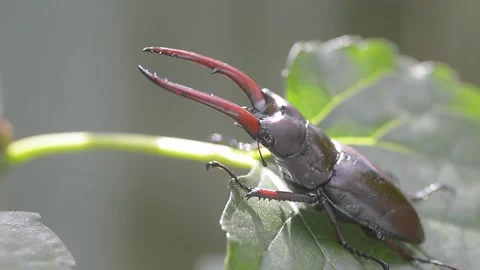 Stag beetle Stock Footage 161314624